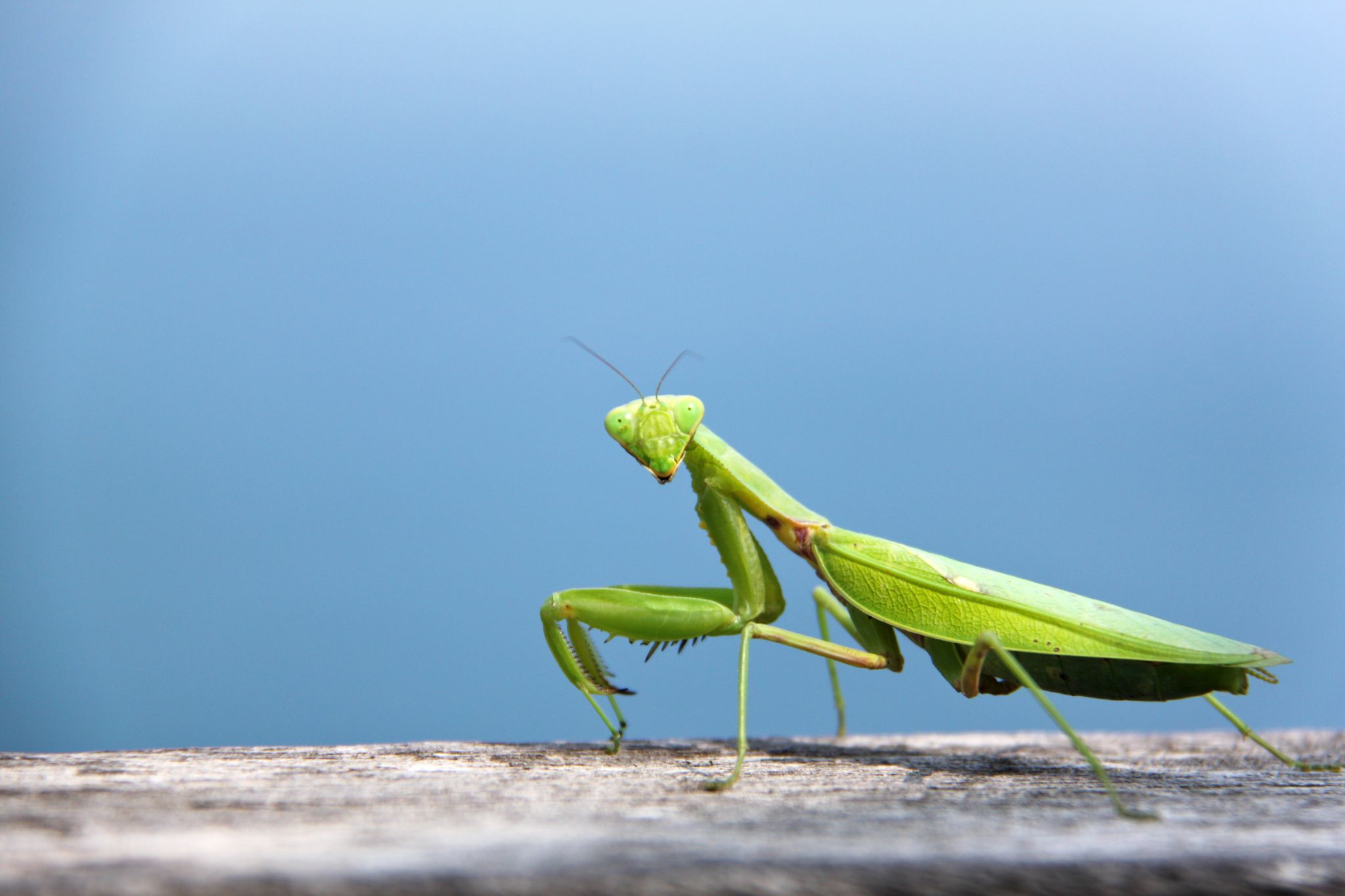 Gottesanbeterin (Mantis religiosa)
